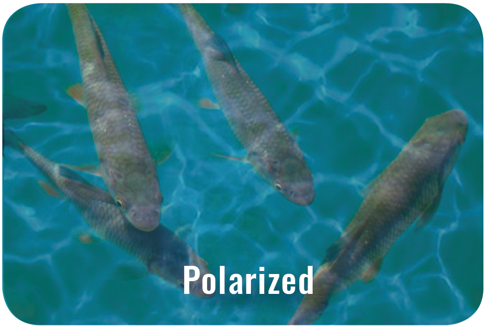 Polarized lens example